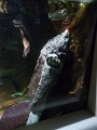 Big Turtle (2)